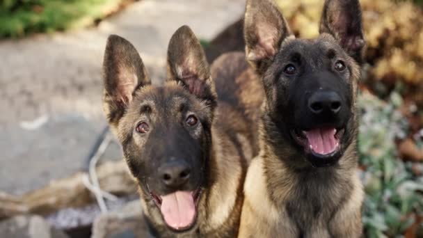 Portret Van Gemengde Ras Duitse Herder Honden — Stockvideo