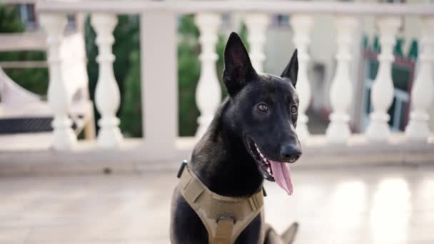 Cute Black Service Dog German Shepherd Service Collar — Video