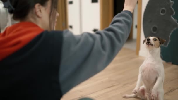 Jack Russell Terrier Ejecuta Órdenes Del Propietario Recibe Golosinas Cerca — Vídeo de stock