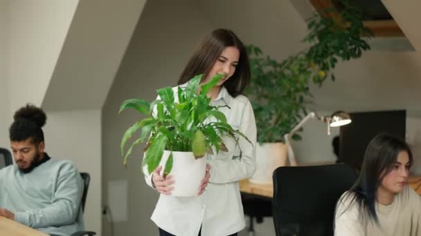 Yazılım Geliştiricileri Ofiste Takım Olarak Çalışıyor Ofiste Bitkilerle Ilgilenen Kız — Stok video