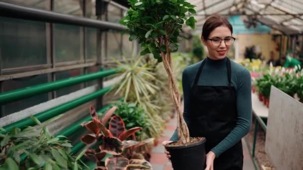 温室内の花の列の間を歩くエプロンの若い女性花屋 装飾的な木の大きな鍋を保持 — ストック動画
