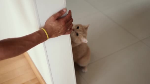 Mężczyzna Ręka Gra Słodkie Leniwy Kot Drzwi — Wideo stockowe
