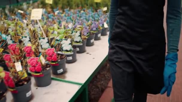 エプロンと手袋で温室を歩いている女性労働者の花屋 トリミングされた映像 — ストック動画