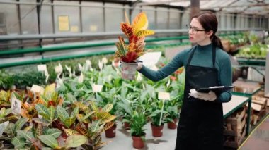 Seradaki işçiler bitkileri sayıp sayıyor ve tablet kullanıyor..