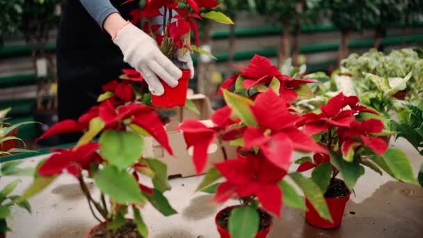 Νεαρή Γυναίκα Εργαζόμενος Κηπουρική Στο Θερμοκήπιο Λουλουδιών Τακτοποίηση Λουλούδια Και — Αρχείο Βίντεο