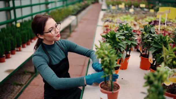 Kobieta Ogrodnik Zajmujący Się Pielęgnacją Roślin Kwiatów Szklarni — Wideo stockowe