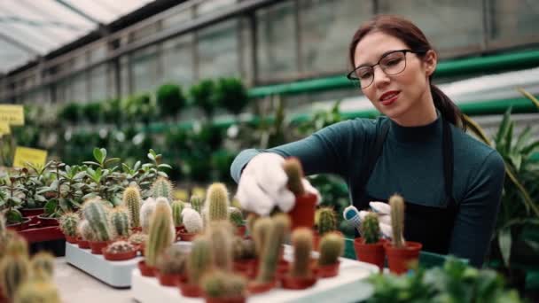 Kobieta Szklarni Pełnej Soczystych Roślin Kolekcji Ponownie Wypełnić Stoisko Nowych — Wideo stockowe