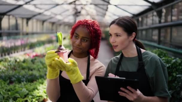 Két Különböző Kertészek Tabletta Üvegházban Ellenőrzi Állapotát Dekoratív Növény Közelről — Stock videók