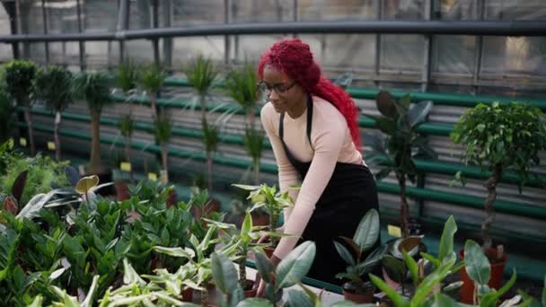 Stylowa Wielokwiatowa Kobieta Zajmuje Się Roślinami Kwiaciarni Układa Stojaku — Wideo stockowe