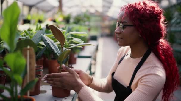 Vacker Florist Kvinna Hand Växter Blomsteraffären Ordna Dem Hyllorna — Stockvideo