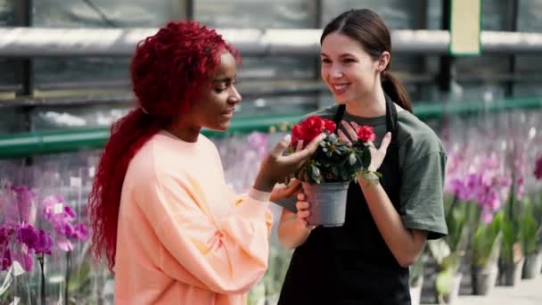 Joyeux Fleuriste Femme Aidant Client Féminin Choisir Plante Dans Magasin — Video