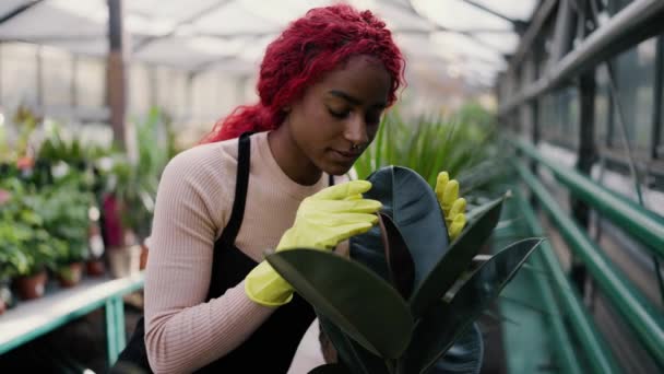 Fiorista Giovane Donna Controllo Foglie Ficus Giardinaggio Lavoratore Ispezionare Verde — Video Stock