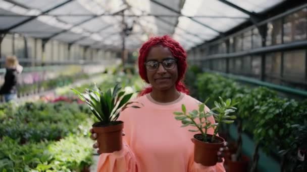 Preciosa Mujer Afroamericana Caminando Con Plantas Invernadero — Vídeos de Stock