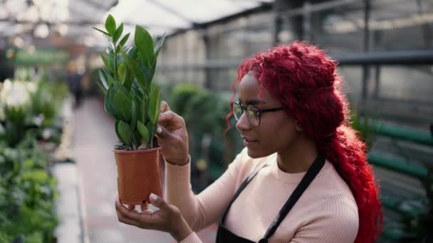 Θηλυκός Βοτανολόγος Που Εργάζεται Στο Greenhose Φροντίζει Φυτά Πλαϊνή Όψη — Αρχείο Βίντεο