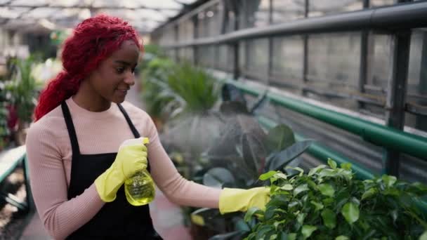 Ung Indian Kvinna Vattna Växter Ett Växthus Med Sprutflaska — Stockvideo