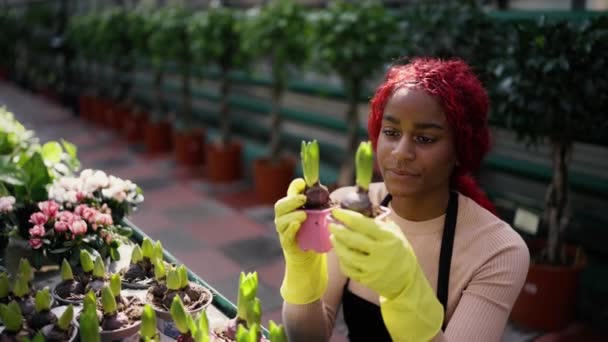 Multietnisk Kvinna Florist Som Håller Växter Växthus Hyllan — Stockvideo