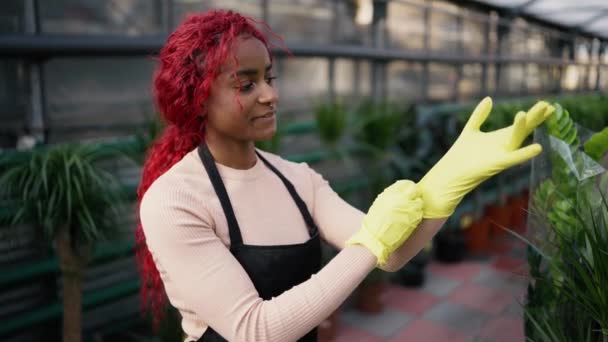 Mujer Invernadero Arreglando Colección Plantas Suculentas Rellene Stand Con Otras — Vídeos de Stock