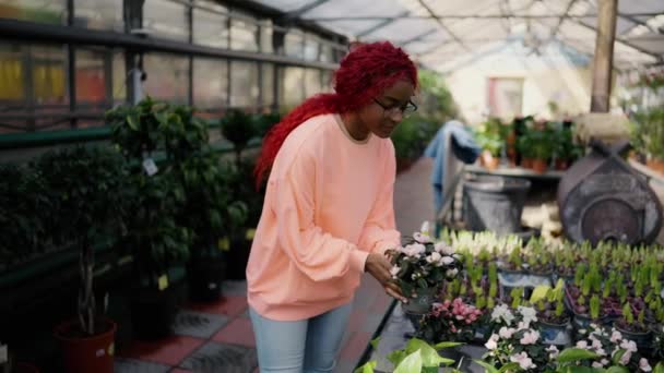 Härlig Afrikansk Amerikansk Kvinna Väljer Växter Hyllan Växthuset — Stockvideo