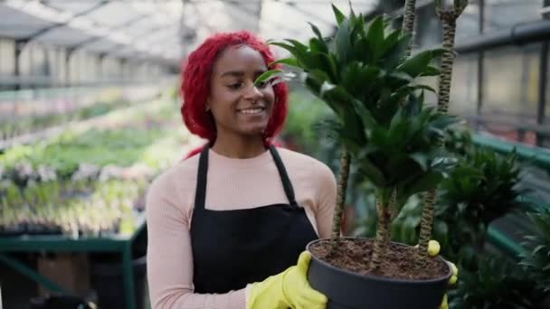 一个漂亮的非洲裔美国女人提着一大壶绿色植物的画像 — 图库视频影像