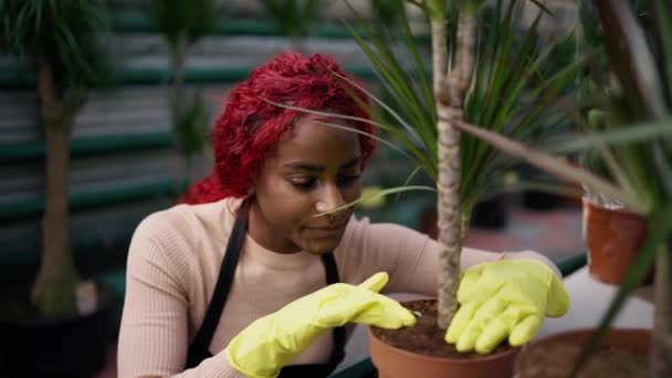 Kvinnlig Botaniker Som Arbetar Liten Butik Och Tar Hand Växter — Stockvideo