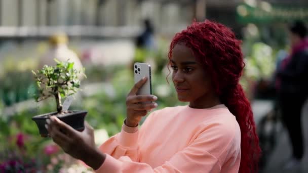 Африканская Американка Держит Комнатные Растения Оранжерейном Саду Фотографирует — стоковое видео