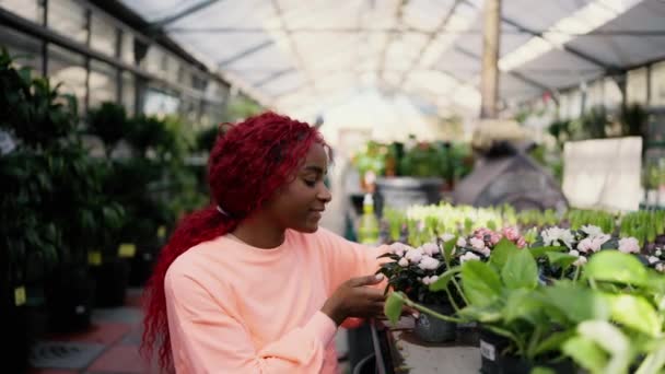 Una Joven Afroamericana Inspeccionando Plantas Estante Del Invernadero — Vídeos de Stock