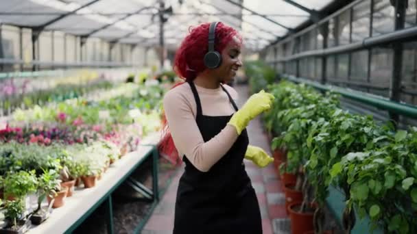 Afrikai Amerikai Kertész Virágárus Sétál Keresztül Üvegház Tánc Hangulatban — Stock videók