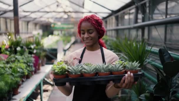 Schöne Multiethnische Arbeiterin Hält Reihe Junger Sukkulenten — Stockvideo