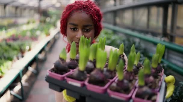 Afrikansk Amerikan Som Håller Raden Unga Plantor Blommor — Stockvideo