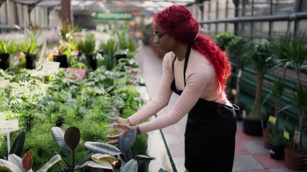Female Botanist Working Greenhose Taking Care Plants — Stock Video