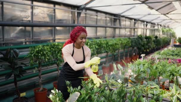 Mujer India Joven Regando Plantas Invernadero Concepto Pasatiempo Ecológico — Vídeos de Stock