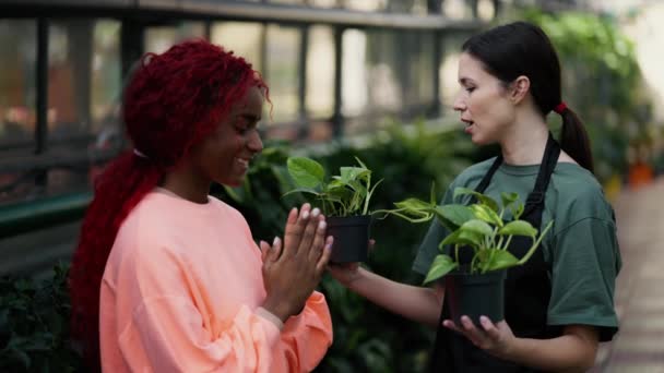 Attraktive Frau Wählt Mit Hilfe Von Floristin Zwischen Zwei Topfpflanzen — Stockvideo