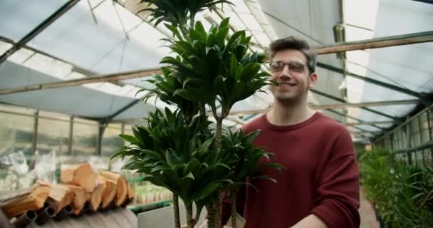 新鮮な植物誌 茶色のセーターと眼鏡の若い男専門植物店で大規模な緑豊かな植物を調べる — ストック動画