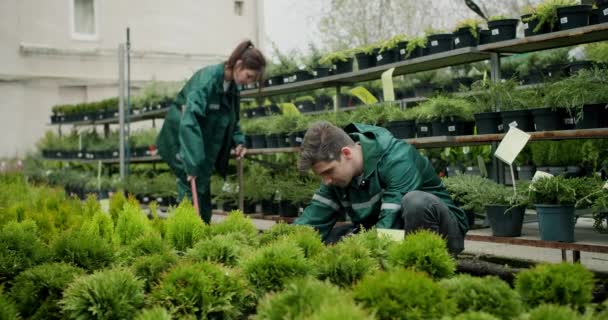 Greenhouse Gardeners Naturezas Nutritivas Beleza Com Paixão Especialização — Vídeo de Stock