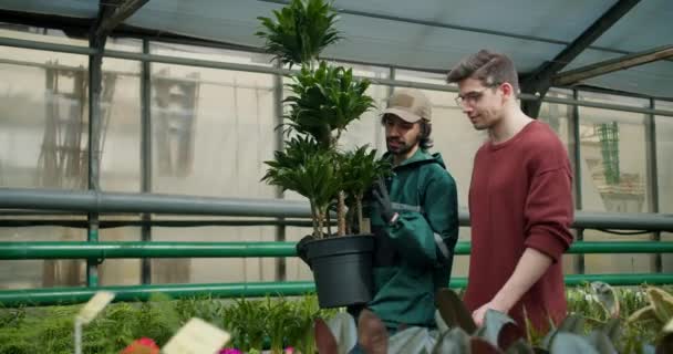 緑の指導 植物のケアとショッピングのための専門家のアドバイス 専門家茶色のセーターの専門の制服を着た庭師と若い男が専門の花屋を歩いています — ストック動画