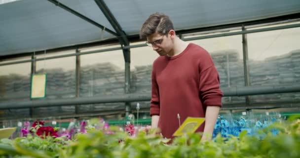 Brauner Pullover Junger Mann Mit Brille Wählt Topfpflanzen Blumenladen Aus — Stockvideo