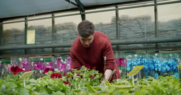 Pulover Brun Tânăr Selectând Plante Ghiveci Magazinul Flori — Videoclip de stoc