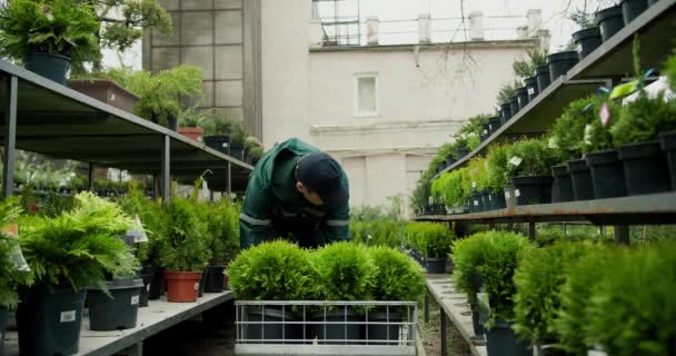 Inggris Greenery Arrival Unpacking Stocking New Plant Deliveries — Stok Video