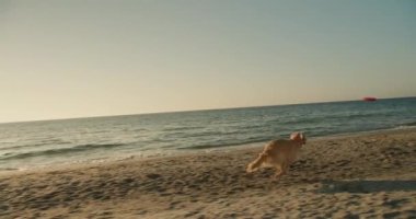 Adam kırmızı oyuncağı fırlattı ve açık renkli köpeği onu sabah güneşli plaja geri getirdi. Evcil hayvanınla oynuyorsun..