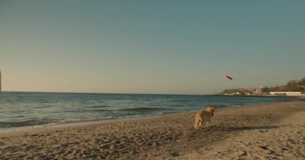 赤いおもちゃで犬の遊びと一緒に若いカップル 男はおもちゃを投げ 犬は朝のサニービーチでそれを戻します — ストック動画