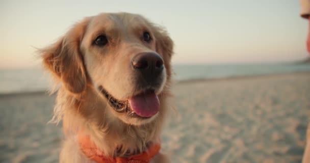 Retrato Close Cão Leve Praia Cão Grande Bonito Olhando Para — Vídeo de Stock