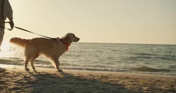 Молодая Блондинка Собака Свет Раскраски Прогулка Вдоль Солнечного Пляжа Утром — стоковое видео