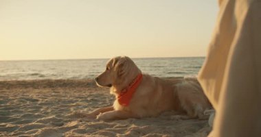 Açık renkli bir köpek sabah güneşli bir sahilde oturur..