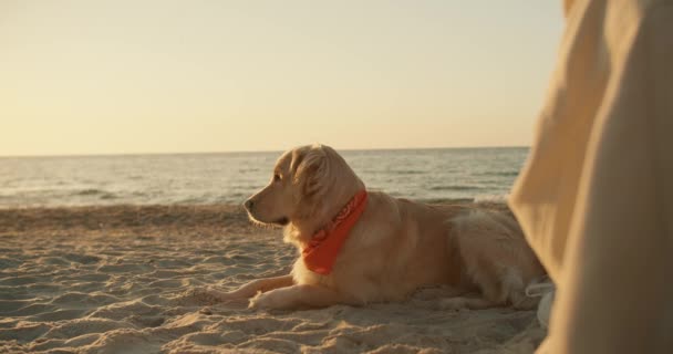 清晨时分 一只浅色的狗坐在海边一个阳光明媚的海滩上 — 图库视频影像