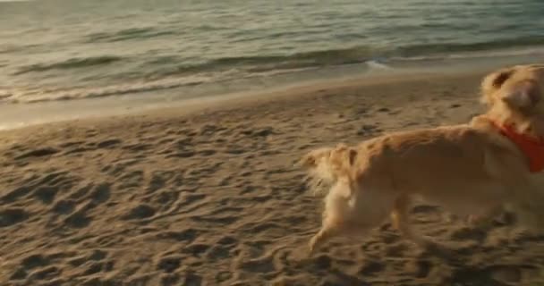 特写镜头 一只浅色的大狗追逐一只红色玩具 它是主人早上在桑尼海滩从狗身上拿走的 和宠物玩 — 图库视频影像