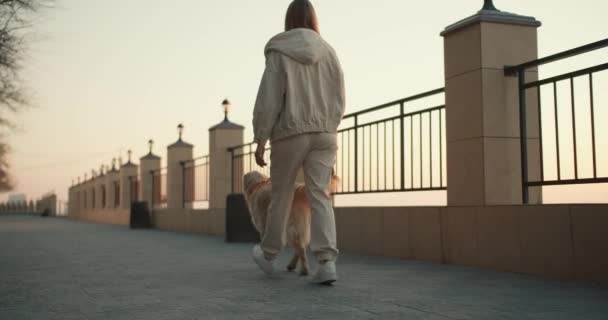 軽い服を着た少女が犬を歩いているのが見える 朝の太陽光線と自然との素晴らしい融合 — ストック動画