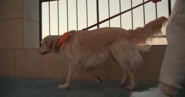 Közelkép Egy Lány Sétáltatja Világos Színű Kutyáját Reggel Napfény Magával — Stock videók