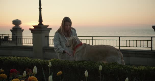 一个年轻的金发姑娘早上在海滨摸她的狗 早上和宠物一起散步 — 图库视频影像