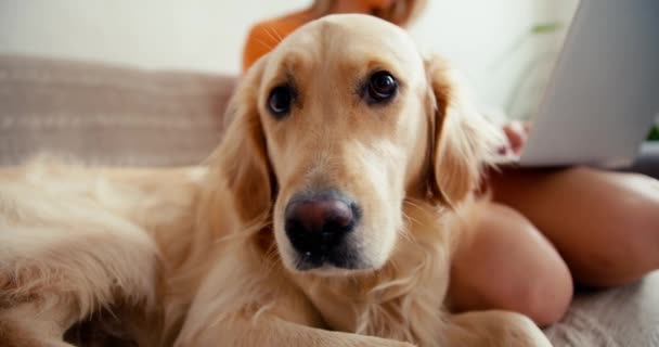 Nahaufnahme Ein Heller Hund Wird Von Seinem Besitzer Einem Orangefarbenen — Stockvideo