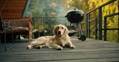 Açık renkli büyük bir köpek yeşil bir ormanın arka planında piknikte poz veriyor. Bir kır evinde dinlenmek, evcil hayvanlarla piknik yapmak.